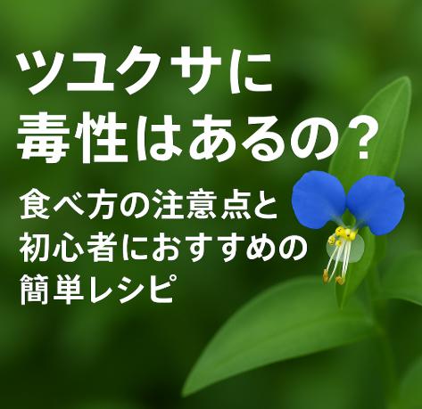 ツユクサに毒性はあるの？食べ方の注意点と初心者におすすめの簡単レシピ