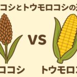 【完全に別物】モロコシとトウモロコシの違いを聞かれて即答できるようになる記事
