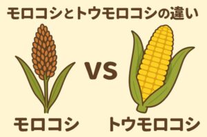 【完全に別物】モロコシとトウモロコシの違いを聞かれて即答できるようになる記事