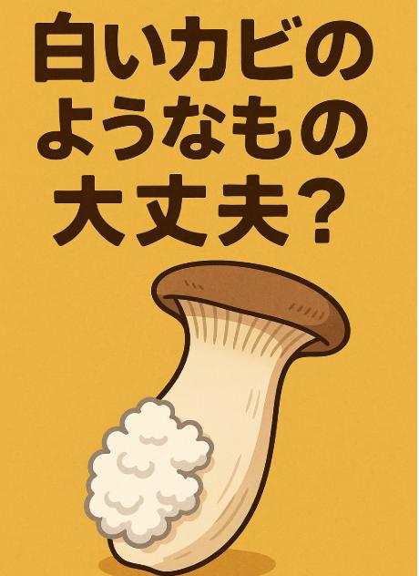 エリンギの白いふわふわはカビ？見分け方と食べられるかの判断ポイント
