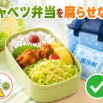 弁当のキャベツが腐るのを防ぐ!実践的な対策方法を徹底解説