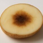 ジャガイモの中が茶色い原因は？食べられるか安全性を徹底解説