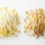 もやし消費期限切れ1日後でも食べられる？安全な見分け方と保存方法