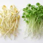 豆苗とかいわれの違いとは？プロが教える見分け方のコツ