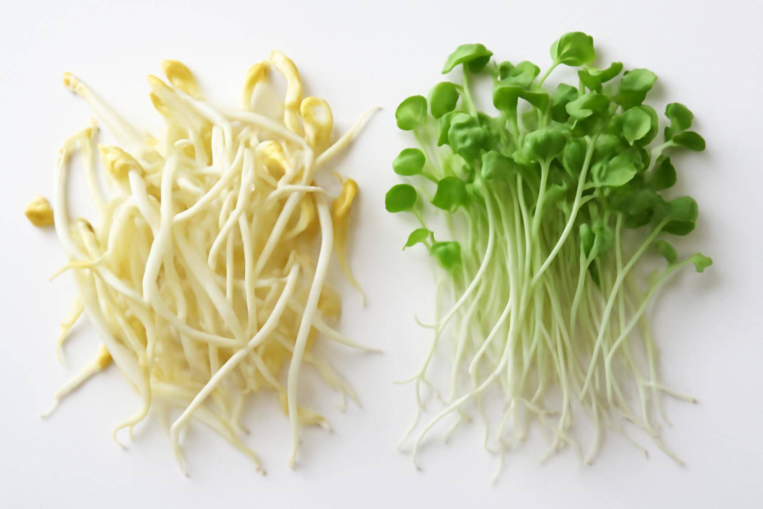 豆苗とかいわれの違いとは？プロが教える見分け方のコツ