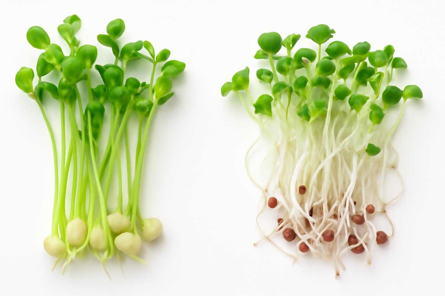 豆苗とかいわれを並べて比較する様子
